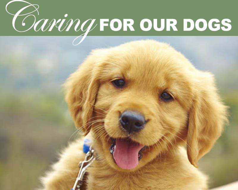 Caring For Our Dogs